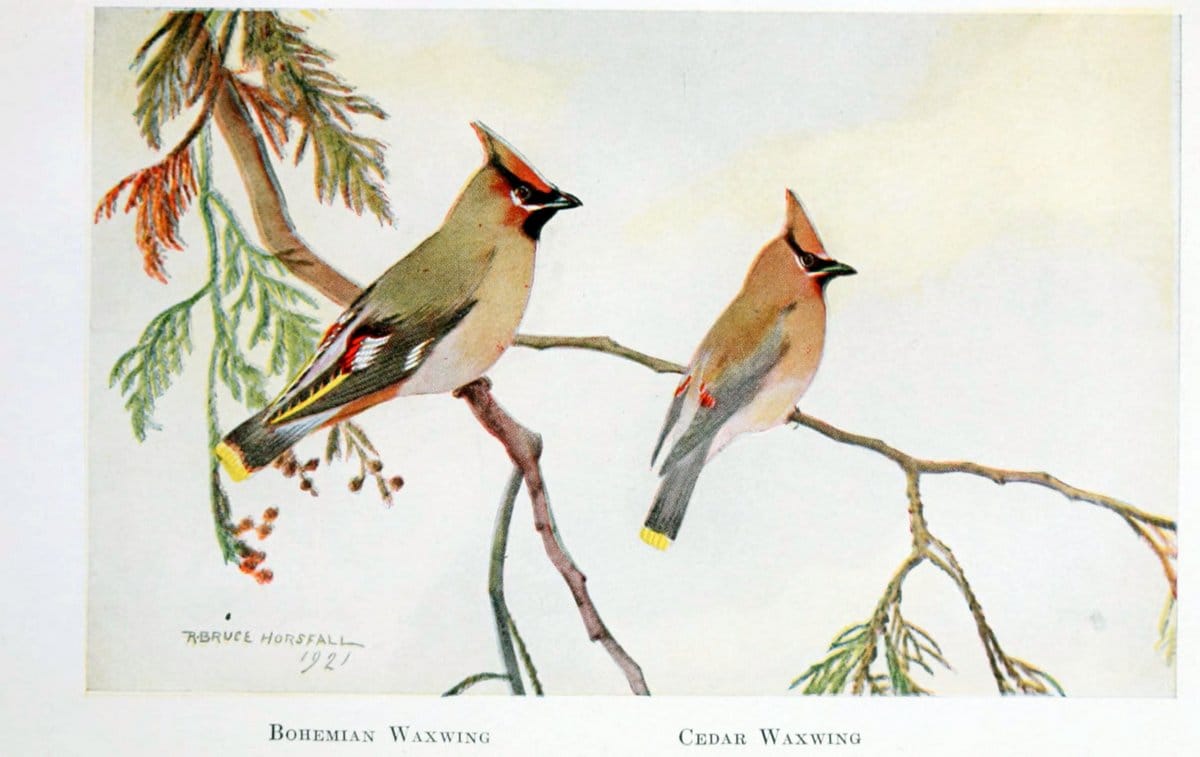 Birds of the Pacific coastNew York,G. P. Putnam's sons,1923.  | 59.82(79) Birds "British Columbia" "Pacific Coast (North America)"  | Vintage Print Reproduction 462814