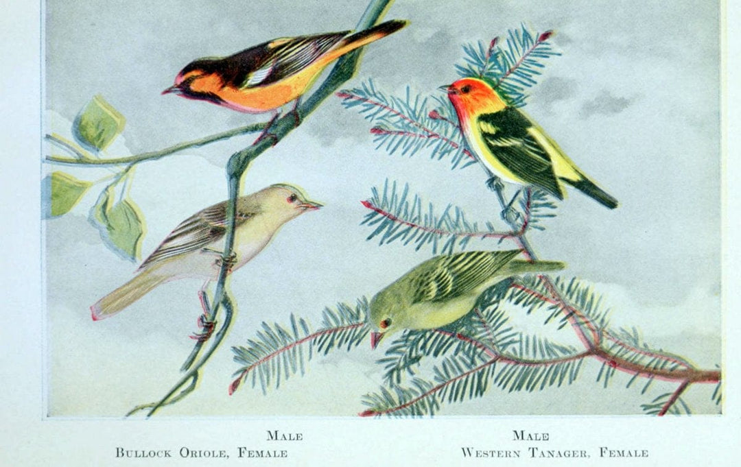 Birds of the Pacific coastNew York,G. P. Putnam's sons,1923.  | 59.82(79) Birds "British Columbia" "Pacific Coast (North America)"  | Vintage Print Reproduction 462815