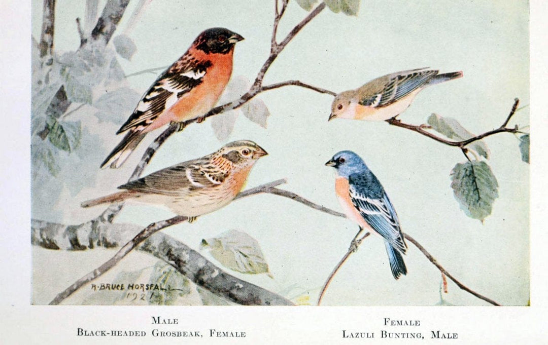 Birds of the Pacific coastNew York,G. P. Putnam's sons,1923.  | 59.82(79) Birds "British Columbia" "Pacific Coast (North America)"  | Vintage Print Reproduction 462816