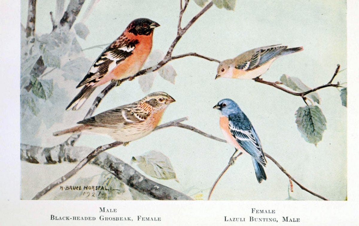 Birds of the Pacific coastNew York,G. P. Putnam's sons,1923.  | 59.82(79) Birds "British Columbia" "Pacific Coast (North America)"  | Vintage Print Reproduction 462816