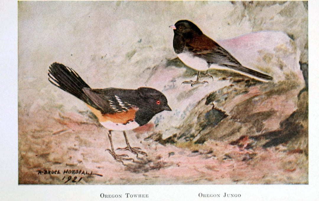Birds of the Pacific coastNew York,G. P. Putnam's sons,1923.  | 59.82(79) Birds "British Columbia" "Pacific Coast (North America)"  | Vintage Print Reproduction 462817