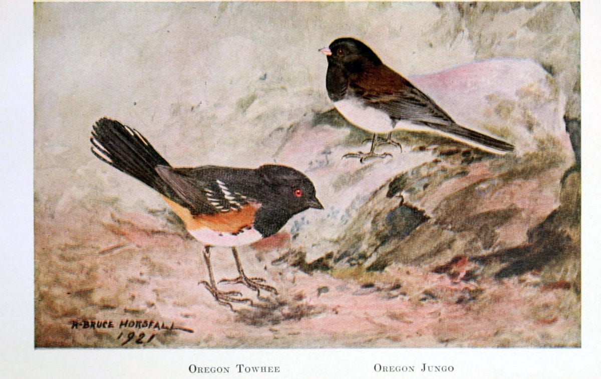 Birds of the Pacific coastNew York,G. P. Putnam's sons,1923.  | 59.82(79) Birds "British Columbia" "Pacific Coast (North America)"  | Vintage Print Reproduction 462817