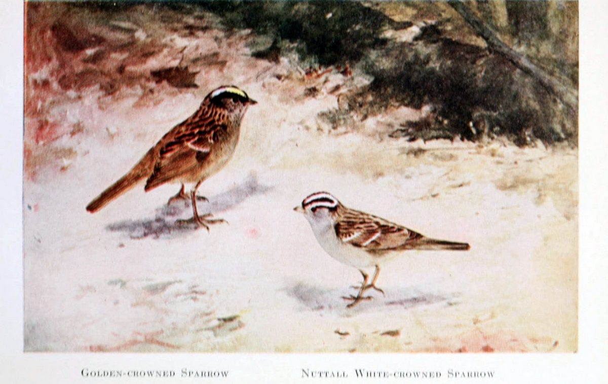 Birds of the Pacific coastNew York,G. P. Putnam's sons,1923.  | 59.82(79) Birds "British Columbia" "Pacific Coast (North America)"  | Vintage Print Reproduction 462818
