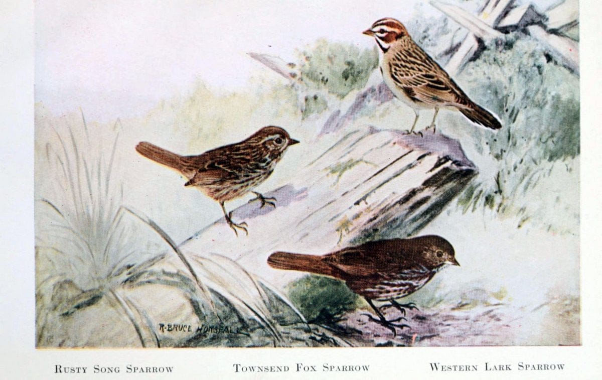 Birds of the Pacific coastNew York,G. P. Putnam's sons,1923.  | 59.82(79) Birds "British Columbia" "Pacific Coast (North America)"  | Vintage Print Reproduction 462819