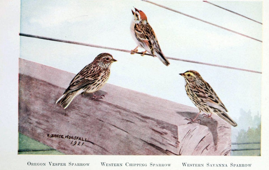 Birds of the Pacific coastNew York,G. P. Putnam's sons,1923.  | 59.82(79) Birds "British Columbia" "Pacific Coast (North America)"  | Vintage Print Reproduction 462820