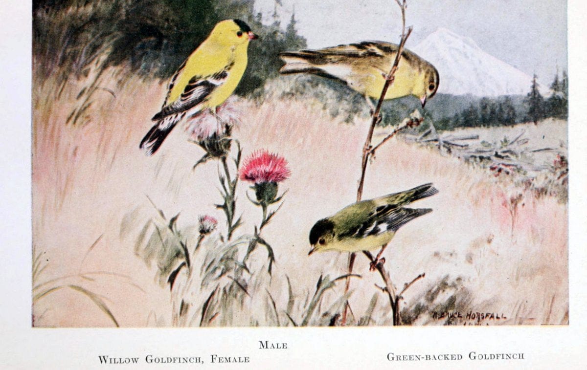 Birds of the Pacific coastNew York,G. P. Putnam's sons,1923.  | 59.82(79) Birds "British Columbia" "Pacific Coast (North America)"  | Vintage Print Reproduction 462821