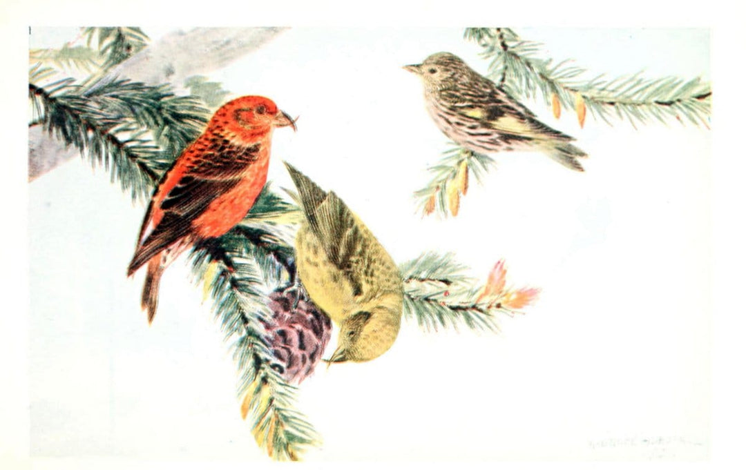Birds of the Pacific coastNew York,G. P. Putnam's sons,1923.  | 59.82(79) Birds "British Columbia" "Pacific Coast (North America)"  | Vintage Print Reproduction 462822