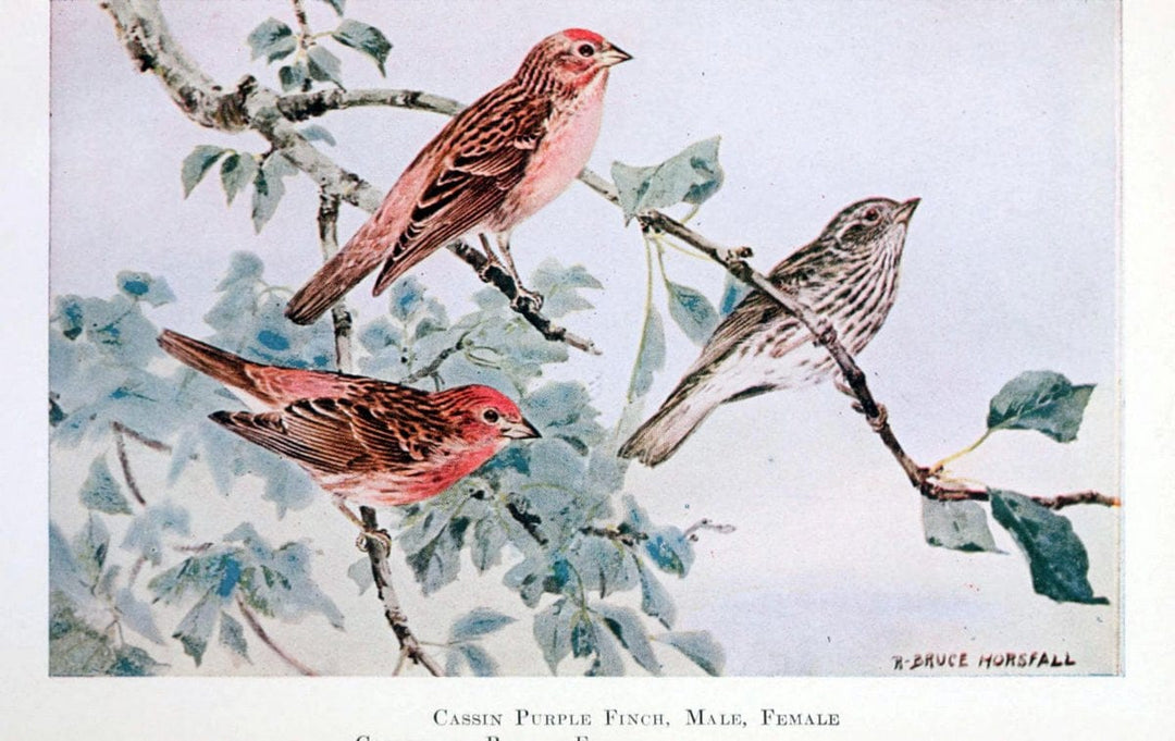 Birds of the Pacific coastNew York,G. P. Putnam's sons,1923.  | 59.82(79) Birds "British Columbia" "Pacific Coast (North America)"  | Vintage Print Reproduction 462823