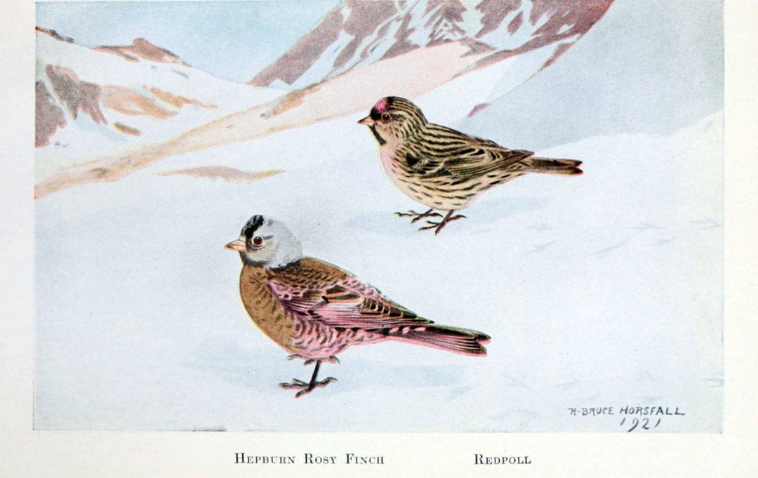 Birds of the Pacific coastNew York,G. P. Putnam's sons,1923.  | 59.82(79) Birds "British Columbia" "Pacific Coast (North America)"  | Vintage Print Reproduction 462824