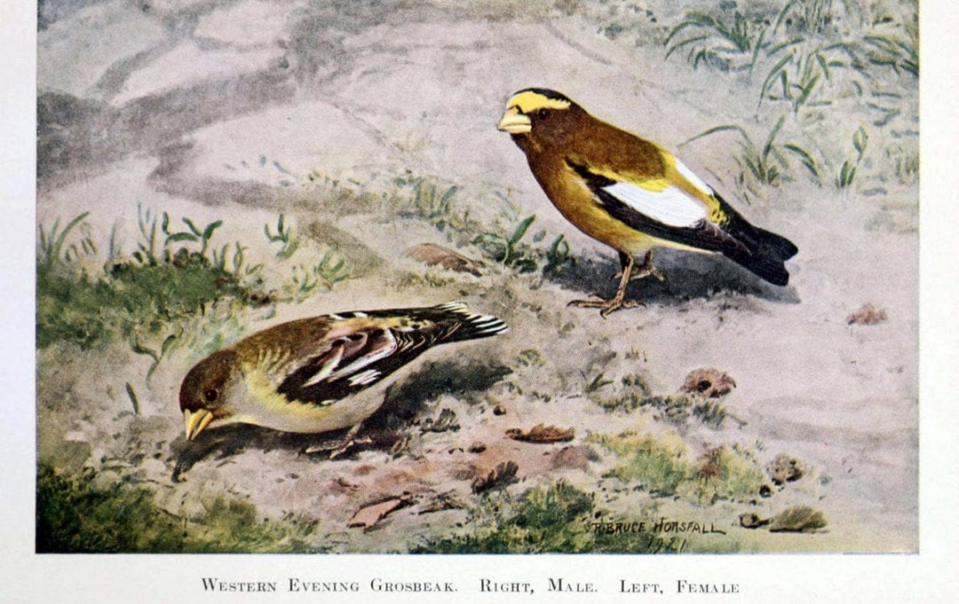 Birds of the Pacific coastNew York,G. P. Putnam's sons,1923.  | 59.82(79) Birds "British Columbia" "Pacific Coast (North America)"  | Vintage Print Reproduction 462825