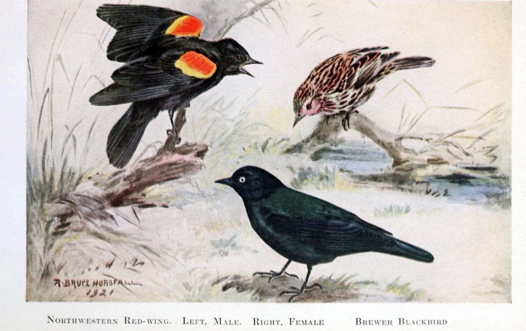Birds of the Pacific coastNew York,G. P. Putnam's sons,1923.  | 59.82(79) Birds "British Columbia" "Pacific Coast (North America)"  | Vintage Print Reproduction 462826
