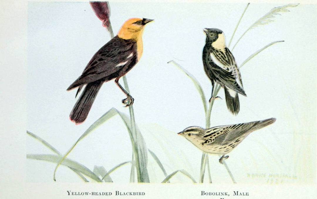 Birds of the Pacific coastNew York,G. P. Putnam's sons,1923.  | 59.82(79) Birds "British Columbia" "Pacific Coast (North America)"  | Vintage Print Reproduction 462827