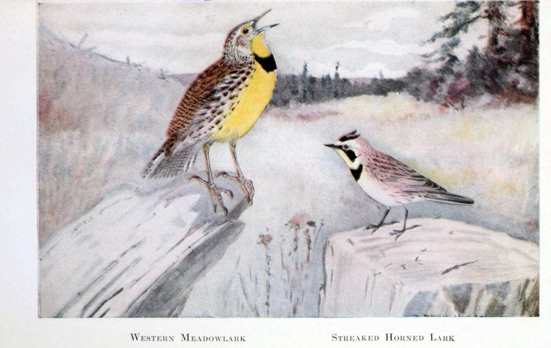 Birds of the Pacific coastNew York,G. P. Putnam's sons,1923.  | 59.82(79) Birds "British Columbia" "Pacific Coast (North America)"  | Vintage Print Reproduction 462828