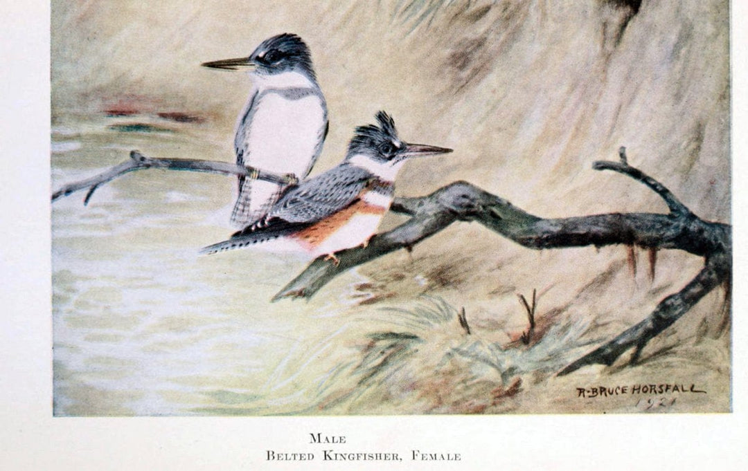Birds of the Pacific coastNew York,G. P. Putnam's sons,1923.  | 59.82(79) Birds "British Columbia" "Pacific Coast (North America)"  | Vintage Print Reproduction 462829