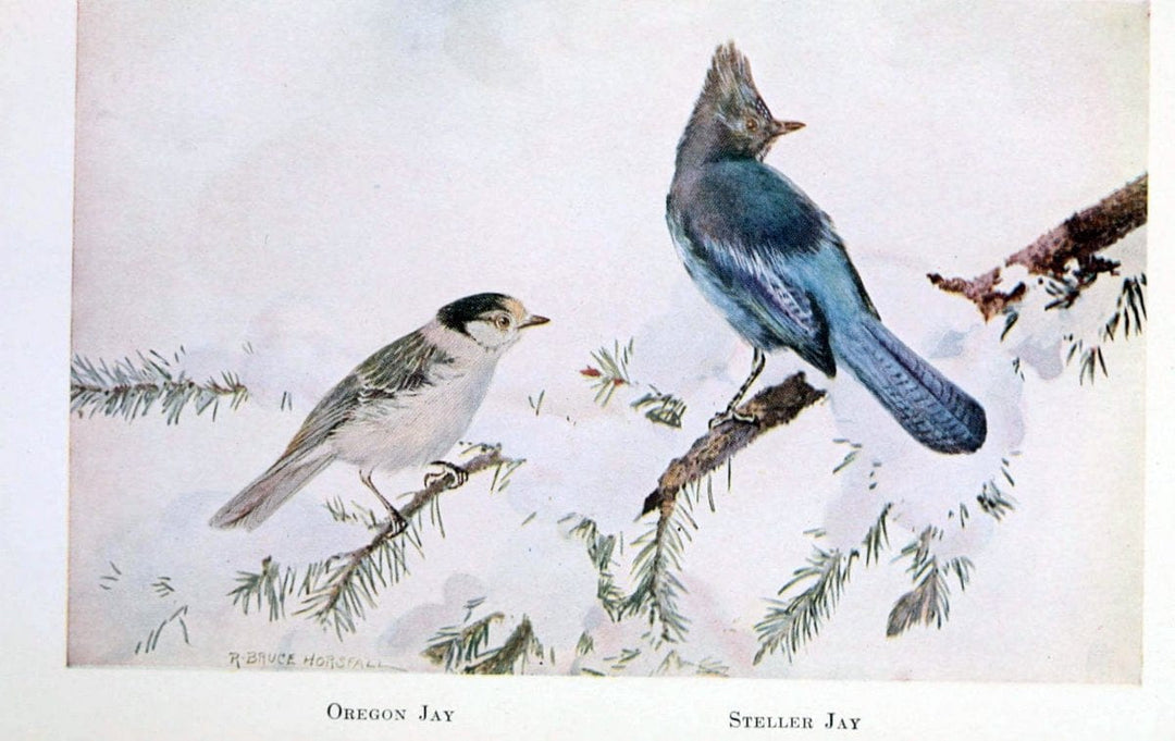 Birds of the Pacific coastNew York,G. P. Putnam's sons,1923.  | 59.82(79) Birds "British Columbia" "Pacific Coast (North America)"  | Vintage Print Reproduction 462830