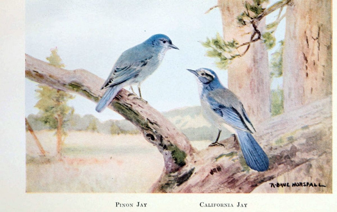 Birds of the Pacific coastNew York,G. P. Putnam's sons,1923.  | 59.82(79) Birds "British Columbia" "Pacific Coast (North America)"  | Vintage Print Reproduction 462831