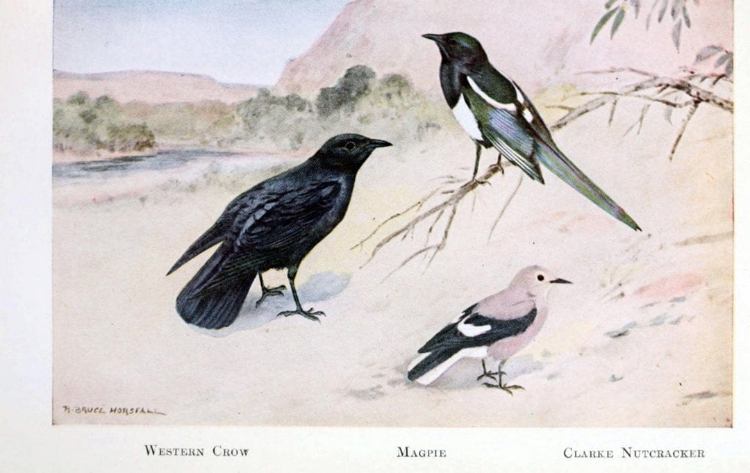 Birds of the Pacific coastNew York,G. P. Putnam's sons,1923.  | 59.82(79) Birds "British Columbia" "Pacific Coast (North America)"  | Vintage Print Reproduction 462832
