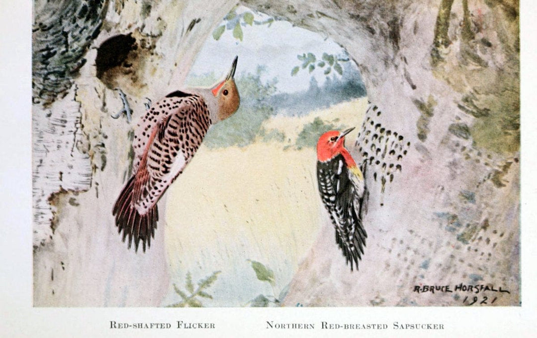 Birds of the Pacific coastNew York,G. P. Putnam's sons,1923.  | 59.82(79) Birds "British Columbia" "Pacific Coast (North America)"  | Vintage Print Reproduction 462833