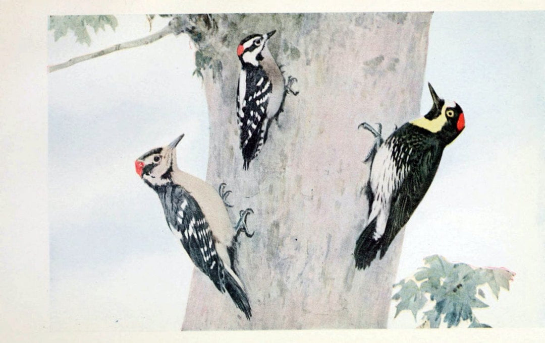 Birds of the Pacific coastNew York,G. P. Putnam's sons,1923.  | 59.82(79) Birds "British Columbia" "Pacific Coast (North America)"  | Vintage Print Reproduction 462834