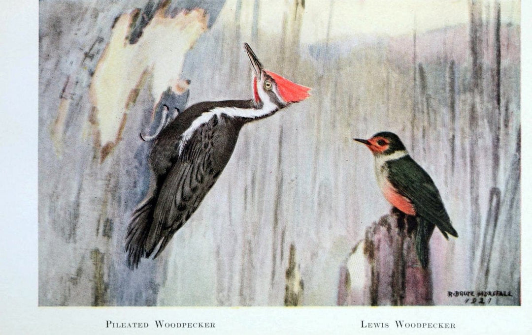 Birds of the Pacific coastNew York,G. P. Putnam's sons,1923.  | 59.82(79) Birds "British Columbia" "Pacific Coast (North America)"  | Vintage Print Reproduction 462835