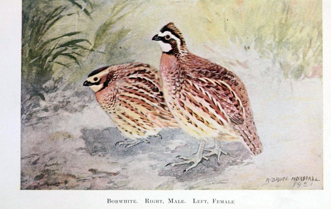 Birds of the Pacific coastNew York,G. P. Putnam's sons,1923.  | 59.82(79) Birds "British Columbia" "Pacific Coast (North America)"  | Vintage Print Reproduction 462836