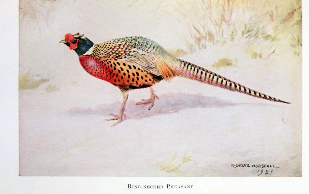 Birds of the Pacific coastNew York,G. P. Putnam's sons,1923.  | 59.82(79) Birds "British Columbia" "Pacific Coast (North America)"  | Vintage Print Reproduction 462837