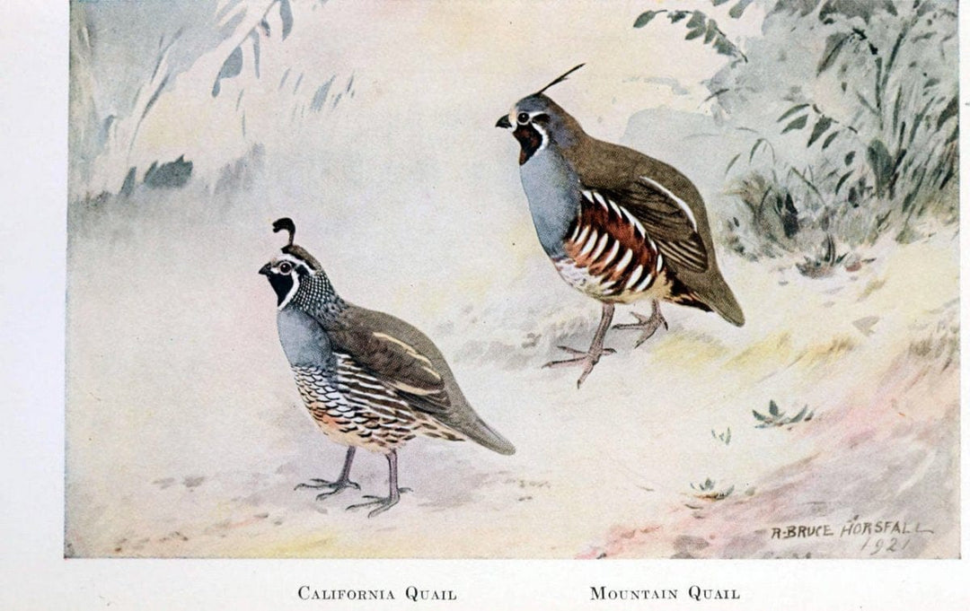 Birds of the Pacific coastNew York,G. P. Putnam's sons,1923.  | 59.82(79) Birds "British Columbia" "Pacific Coast (North America)"  | Vintage Print Reproduction 462838