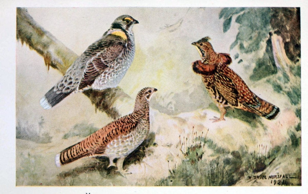Birds of the Pacific coastNew York,G. P. Putnam's sons,1923.  | 59.82(79) Birds "British Columbia" "Pacific Coast (North America)"  | Vintage Print Reproduction 462839
