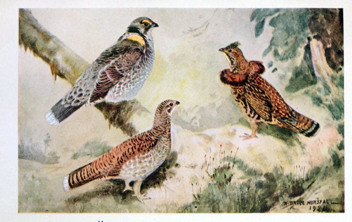 Birds of the Pacific coastNew York,G. P. Putnam's sons,1923.  | 59.82(79) Birds "British Columbia" "Pacific Coast (North America)"  | Vintage Print Reproduction 462839