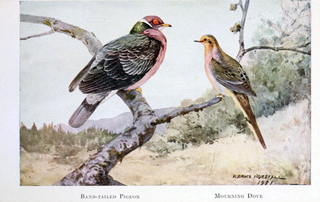 Birds of the Pacific coastNew York,G. P. Putnam's sons,1923.  | 59.82(79) Birds "British Columbia" "Pacific Coast (North America)"  | Vintage Print Reproduction 462840
