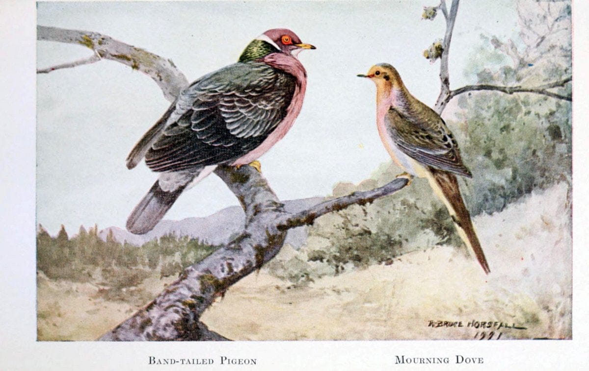 Birds of the Pacific coastNew York,G. P. Putnam's sons,1923.  | 59.82(79) Birds "British Columbia" "Pacific Coast (North America)"  | Vintage Print Reproduction 462840