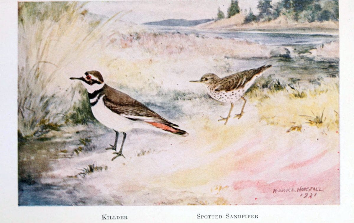 Birds of the Pacific coastNew York,G. P. Putnam's sons,1923.  | 59.82(79) Birds "British Columbia" "Pacific Coast (North America)"  | Vintage Print Reproduction 462841