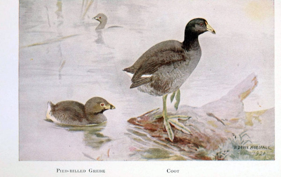 Birds of the Pacific coastNew York,G. P. Putnam's sons,1923.  | 59.82(79) Birds "British Columbia" "Pacific Coast (North America)"  | Vintage Print Reproduction 462842