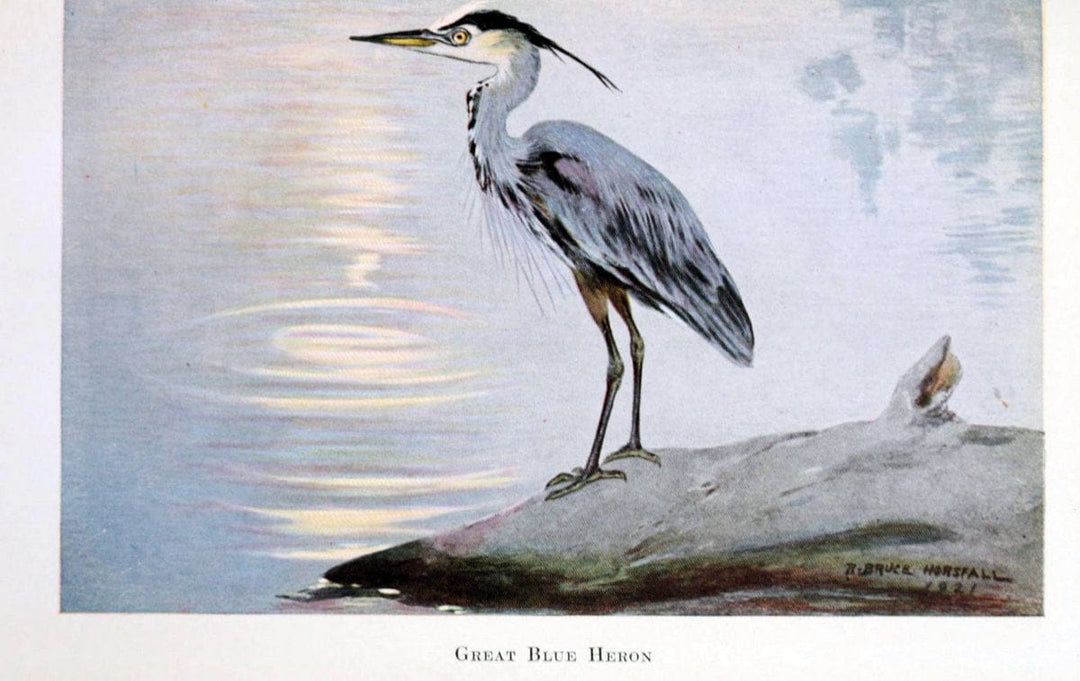 Birds of the Pacific coastNew York,G. P. Putnam's sons,1923.  | 59.82(79) Birds "British Columbia" "Pacific Coast (North America)"  | Vintage Print Reproduction 462843