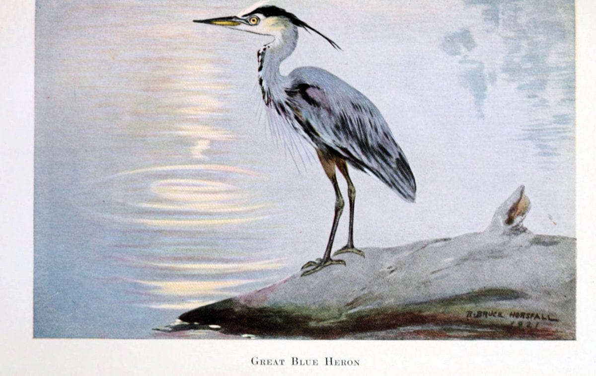 Birds of the Pacific coastNew York,G. P. Putnam's sons,1923.  | 59.82(79) Birds "British Columbia" "Pacific Coast (North America)"  | Vintage Print Reproduction 462843