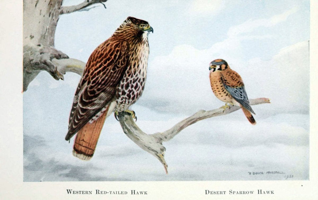 Birds of the Pacific coastNew York,G. P. Putnam's sons,1923.  | 59.82(79) Birds "British Columbia" "Pacific Coast (North America)"  | Vintage Print Reproduction 462844