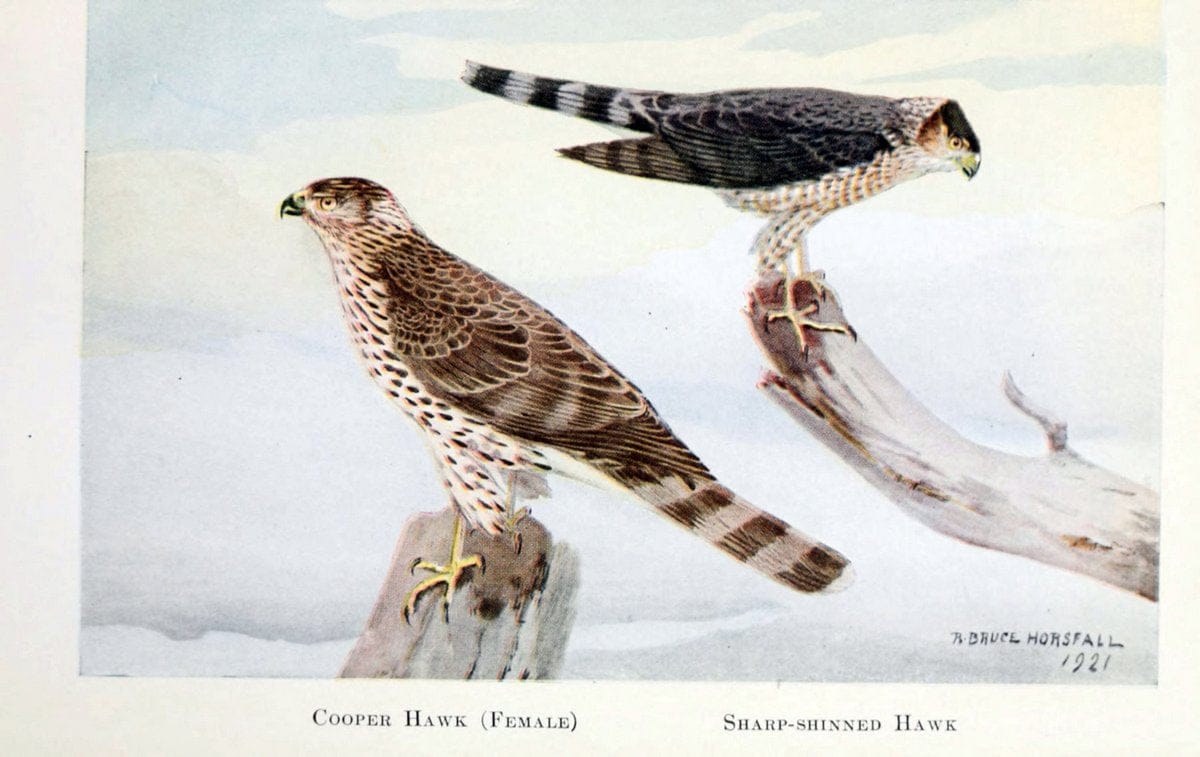 Birds of the Pacific coastNew York,G. P. Putnam's sons,1923.  | 59.82(79) Birds "British Columbia" "Pacific Coast (North America)"  | Vintage Print Reproduction 462845
