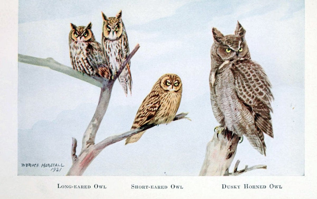 Birds of the Pacific coastNew York,G. P. Putnam's sons,1923.  | 59.82(79) Birds "British Columbia" "Pacific Coast (North America)"  | Vintage Print Reproduction 462846