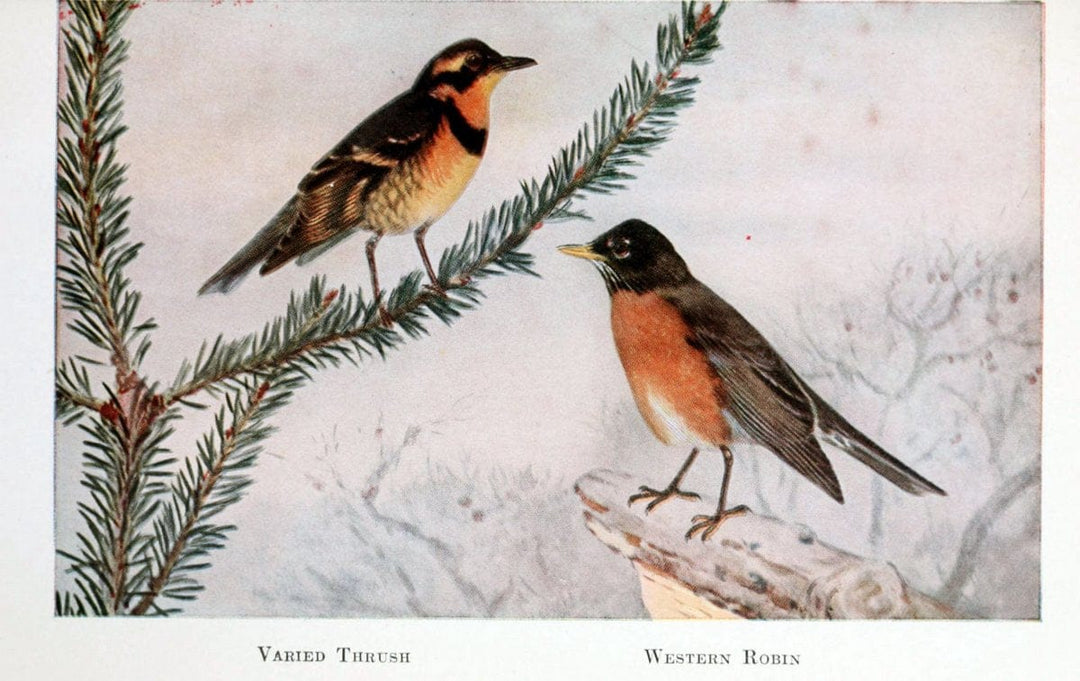 Birds of the Pacific coastNew York,G. P. Putnam's sons,1923.  | 59.82(79) Birds "British Columbia" "Pacific Coast (North America)"  | Vintage Print Reproduction 462847