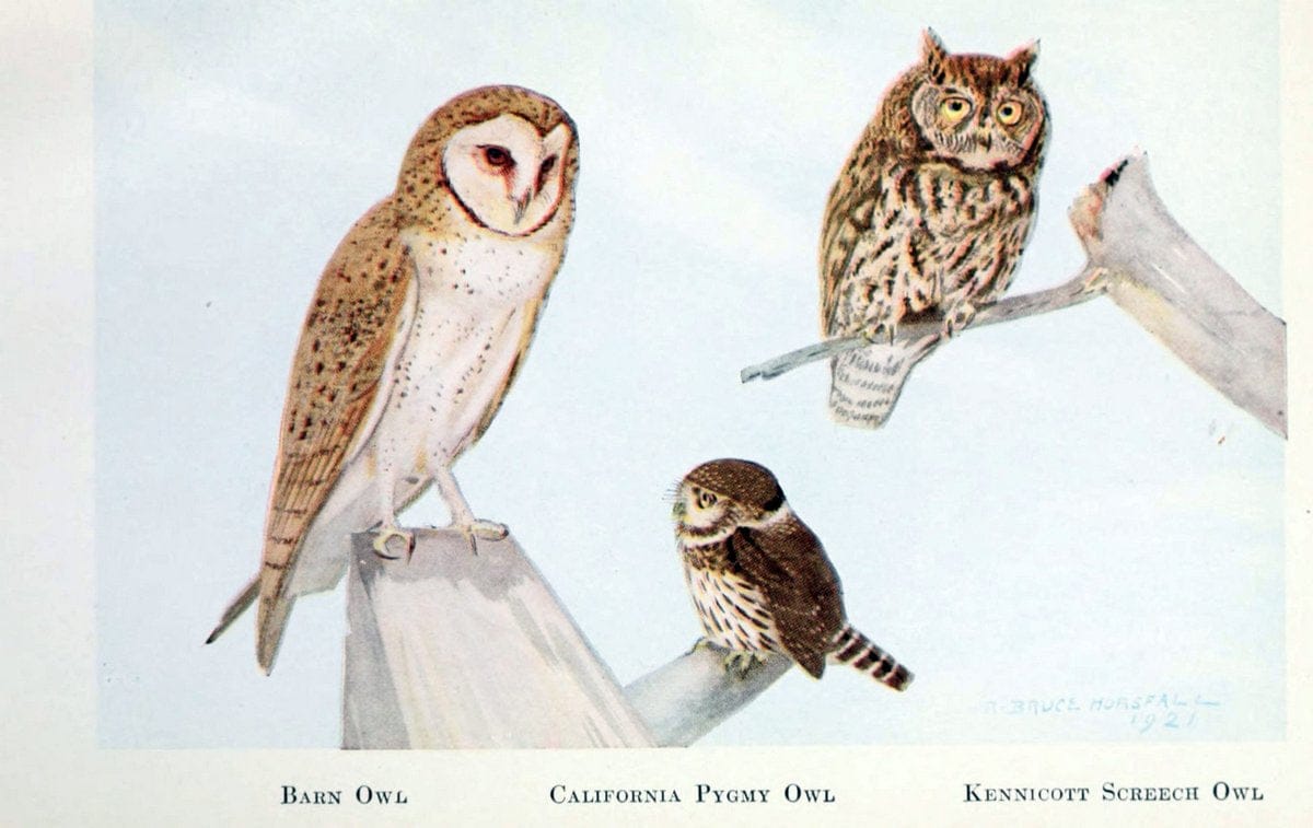 Birds of the Pacific coastNew York,G. P. Putnam's sons,1923. | 59.82(79) Birds "British Columbia" "Pacific Coast (North America)"  "taxonomy:genus=Tyto alba" | Vintage Print Reproduction 462848