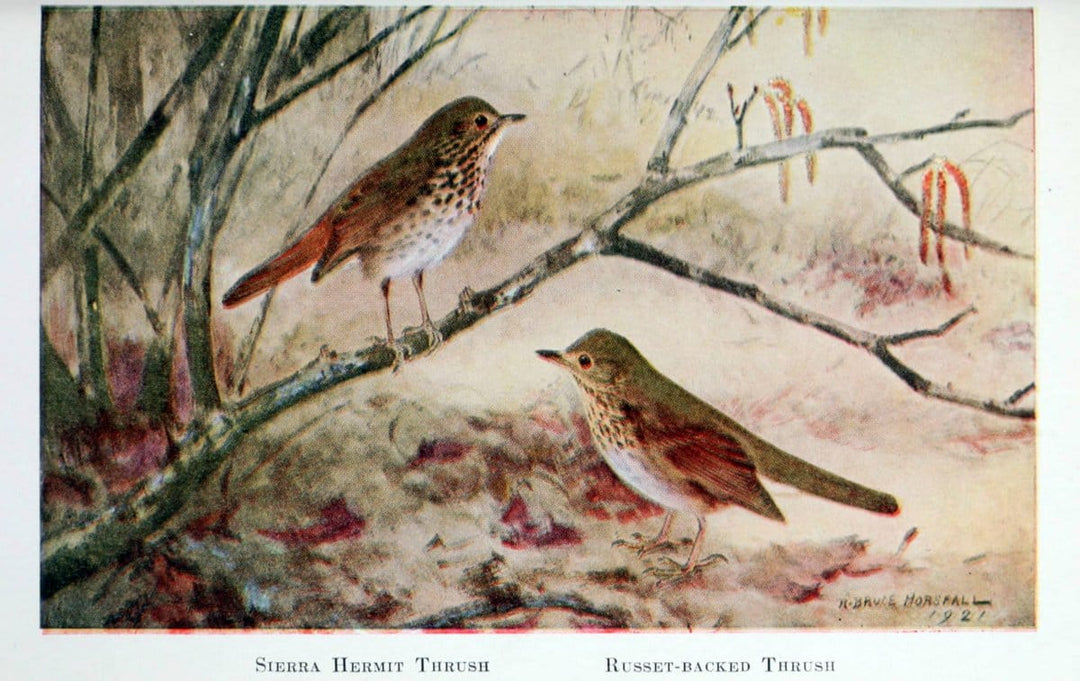 Birds of the Pacific coastNew York,G. P. Putnam's sons,1923.  | 59.82(79) Birds "British Columbia" "Pacific Coast (North America)"  | Vintage Print Reproduction 462849