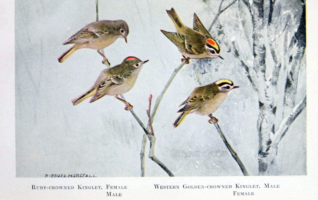 Birds of the Pacific coastNew York,G. P. Putnam's sons,1923.  | 59.82(79) Birds "British Columbia" "Pacific Coast (North America)"  | Vintage Print Reproduction 462850