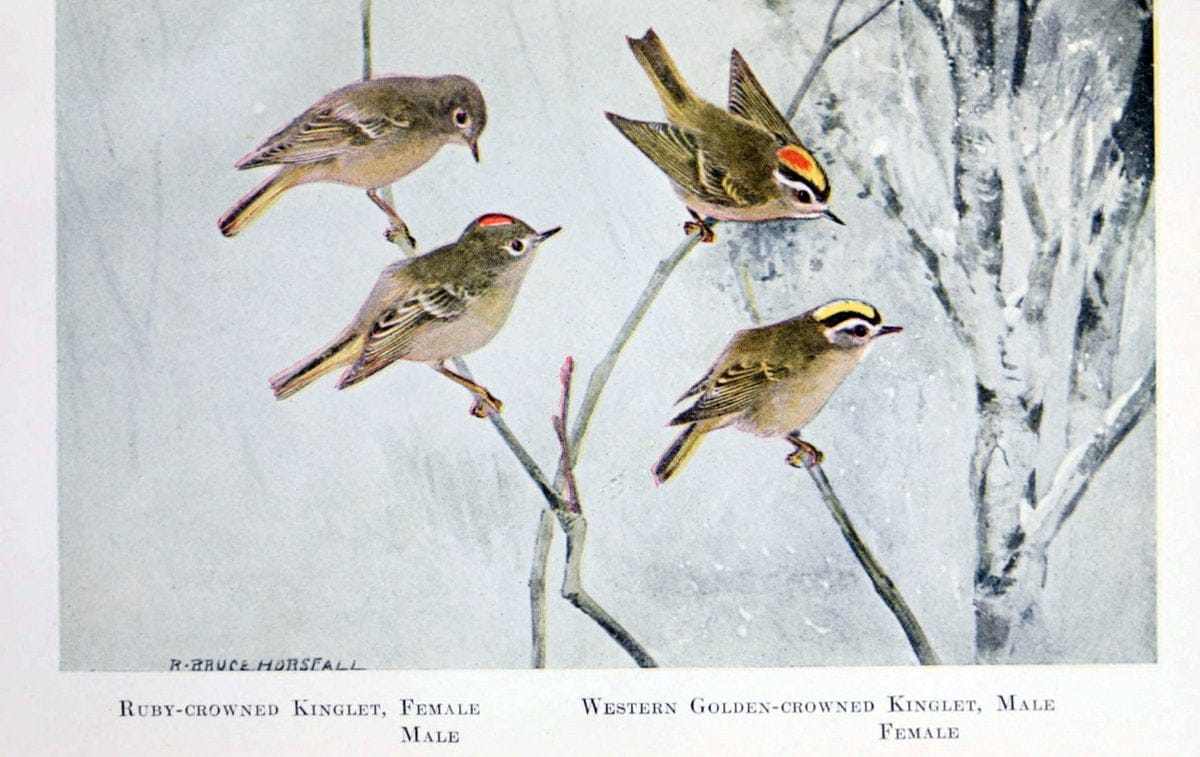 Birds of the Pacific coastNew York,G. P. Putnam's sons,1923.  | 59.82(79) Birds "British Columbia" "Pacific Coast (North America)"  | Vintage Print Reproduction 462850