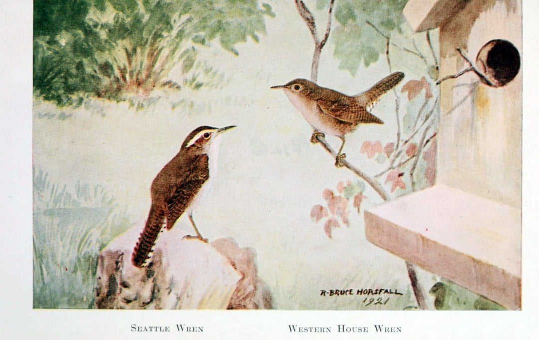 Birds of the Pacific coastNew York,G. P. Putnam's sons,1923.  | 59.82(79) Birds "British Columbia" "Pacific Coast (North America)"  | Vintage Print Reproduction 462851