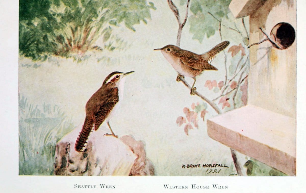 Birds of the Pacific coastNew York,G. P. Putnam's sons,1923.  | 59.82(79) Birds "British Columbia" "Pacific Coast (North America)"  | Vintage Print Reproduction 462851