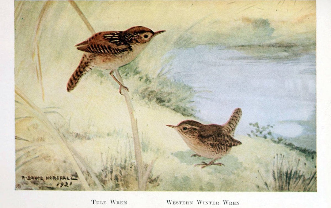 Birds of the Pacific coastNew York,G. P. Putnam's sons,1923.  | 59.82(79) Birds "British Columbia" "Pacific Coast (North America)"  | Vintage Print Reproduction 462852