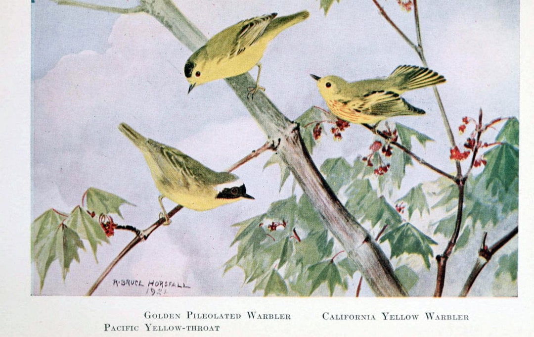 Birds of the Pacific coastNew York,G. P. Putnam's sons,1923.  | 59.82(79) Birds "British Columbia" "Pacific Coast (North America)"  | Vintage Print Reproduction 462853