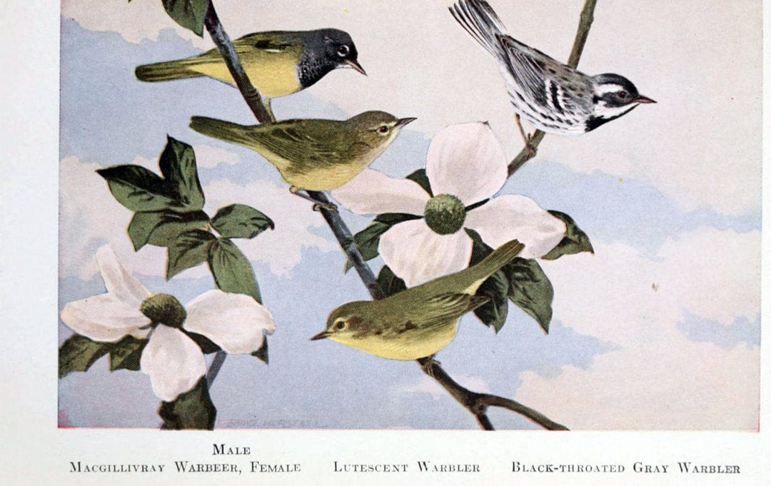 Birds of the Pacific coastNew York,G. P. Putnam's sons,1923.  | 59.82(79) Birds "British Columbia" "Pacific Coast (North America)"  | Vintage Print Reproduction 462854
