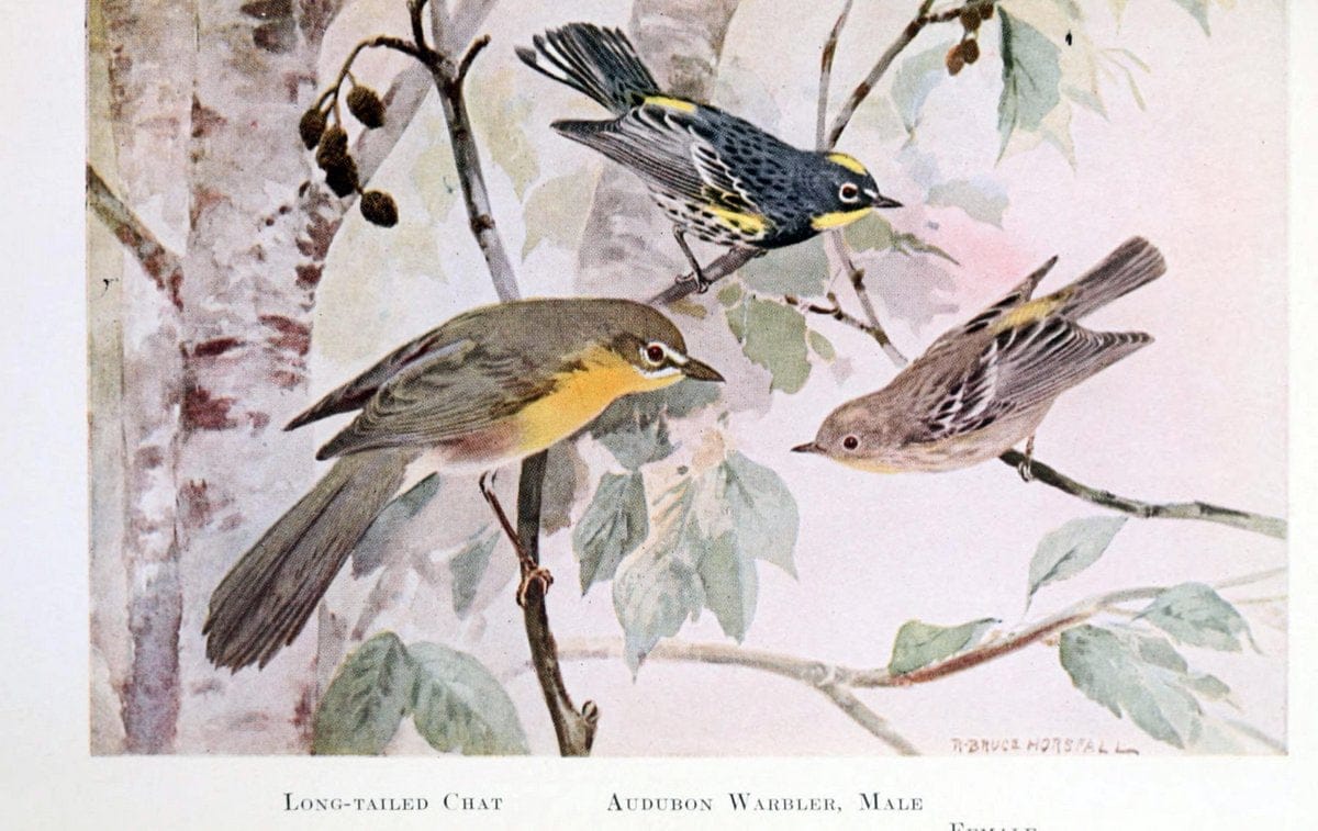 Birds of the Pacific coastNew York,G. P. Putnam's sons,1923.  | 59.82(79) Birds "British Columbia" "Pacific Coast (North America)"  | Vintage Print Reproduction 462855