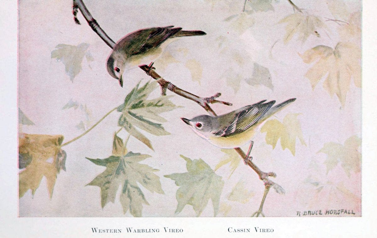 Birds of the Pacific coastNew York,G. P. Putnam's sons,1923.  | 59.82(79) Birds "British Columbia" "Pacific Coast (North America)"  | Vintage Print Reproduction 462857